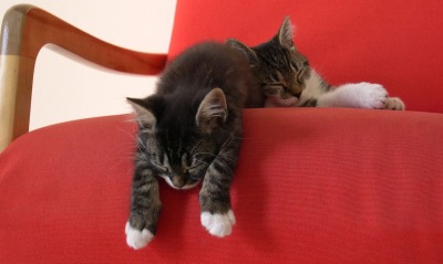 Два котенка на красном кресле