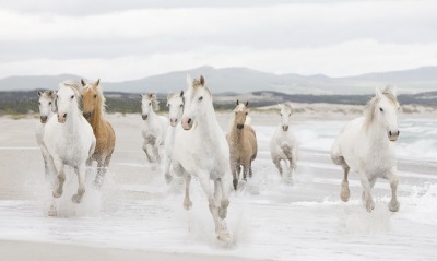 Табун белых лошадей