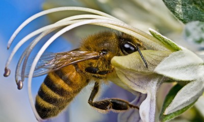 Пчела в цветке