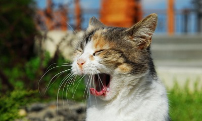 Зевающий кот