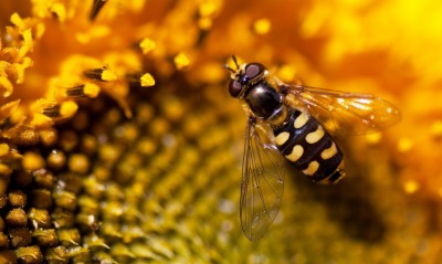 Пчела на подсолнухе
