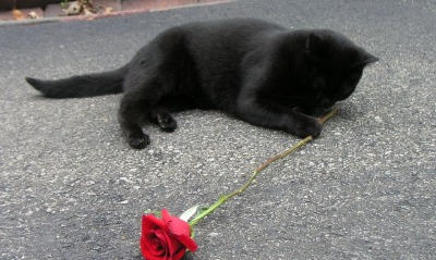 Черный кот с розочкой