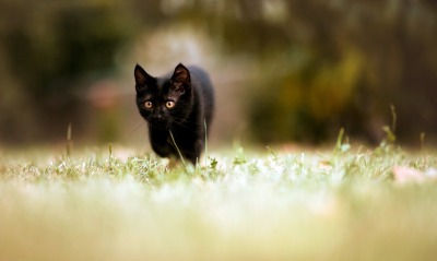 Черный кот бегущий по траве
