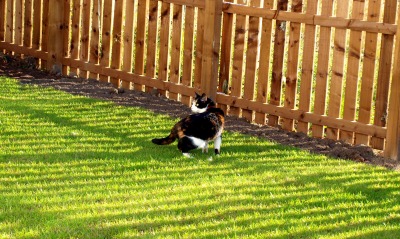 Кот возле забора на траве