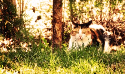 Кот в лесу в траве