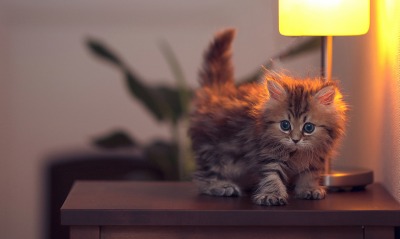 Пушистый котенок на фоне лампы