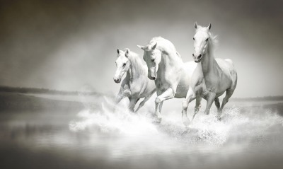 Три белые лошади