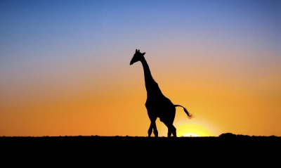 Жираф на фоне заходящего солнца