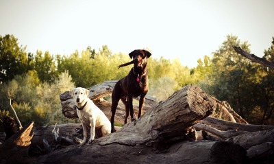 Два пса на поваленном дереве