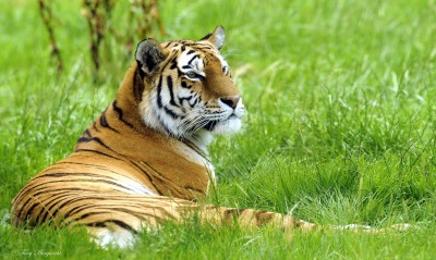 Тигр лежа в траве