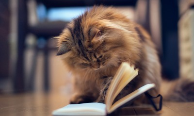 Котенок с книгой