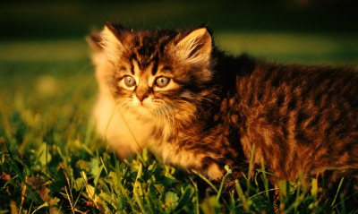 Котенок в мелкой траве