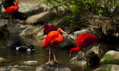 Красные птички у речки
