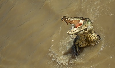 Крокодил выпрыгивающий из воды