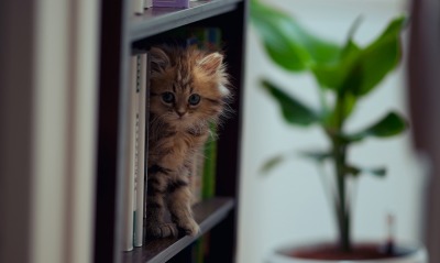 Котенок в книжной полке