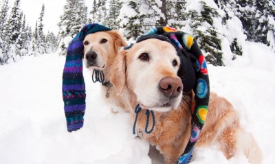 собачки на зимней прогулке