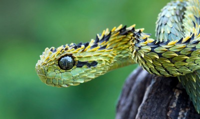 извивающаяся змея