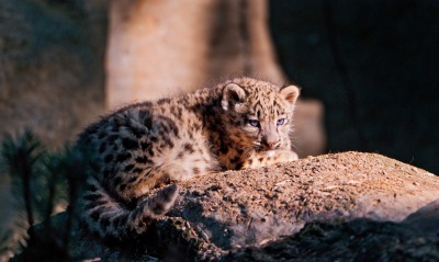 Котенок леопарда