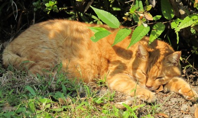 Рыжий кот под кустом