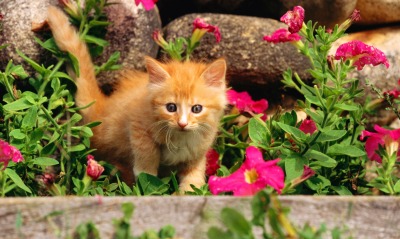 Рыженький котенок
