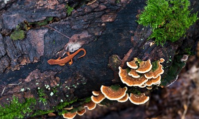 Ящерица на дереве с грибами
