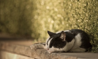 черно-белый окрас котенка