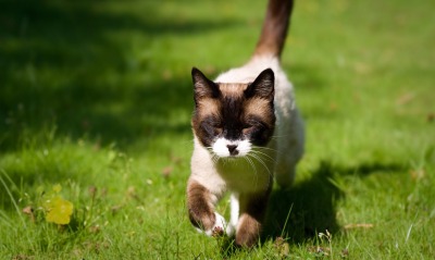 Кот бегущий по траве