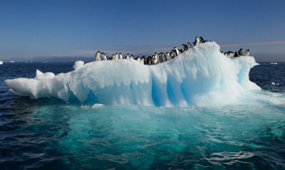пингвины на глыбе льда
