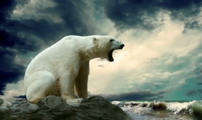 зевок белого медведя