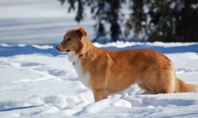 рыжая собака посреди снега