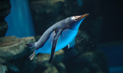пингвин в недрах океана