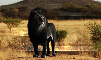 Черный лев
