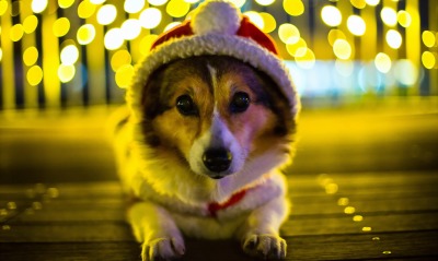 собачка в новогодней шапочке