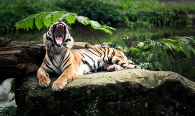 сладкий зевок тигра