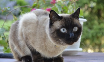 Сеамский кот