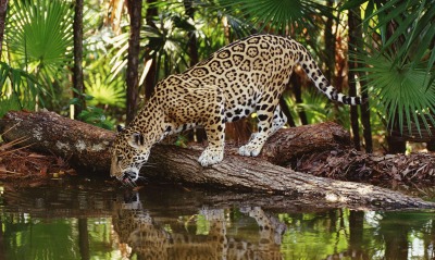 ягуар пьет воду