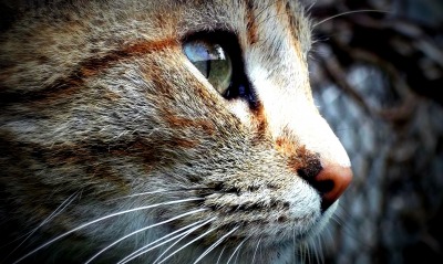 блестящий глаз кота