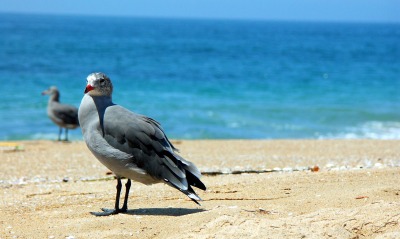 птичка на пляже