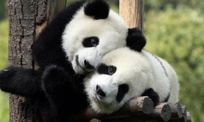 миленькие панды
