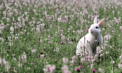 кролик на поляне