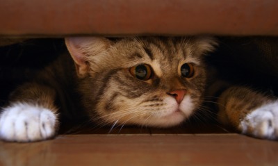 котенок под кроватью