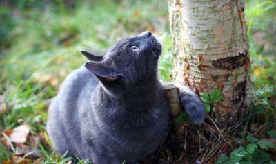 котик возле дерева