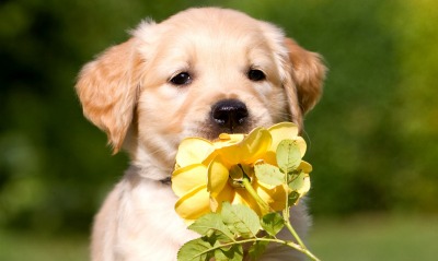 миленькая собачка с цветком