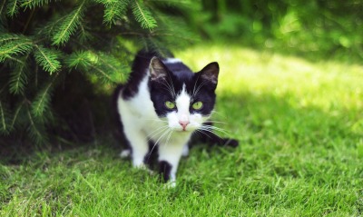Кот-хищник на лужайке