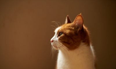 беленький кот с рыженькой мордочкой