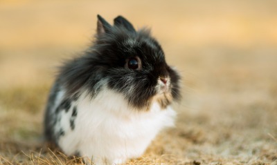 черно-белый кролик