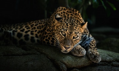 леопард на скалах