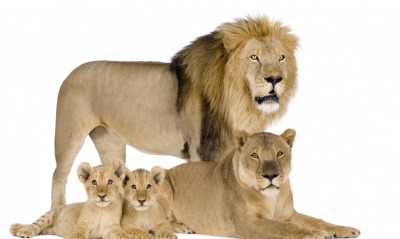 семейство львов