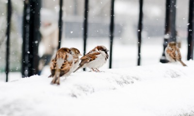 птички на снегу