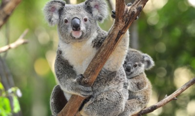 коалы на дереве